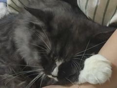 -爱诺耐芙动物医院(万博店)