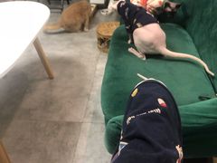 -团子家猫咪猫咖馆·柯基·柯尔鸭