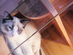 -喵百万·布偶·蓝金金渐层英短·猫舍(百子湾店)