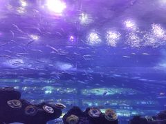 -成都浩海立方海洋公园