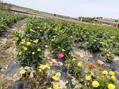 -北纬44度·金珠花海休闲农业旅游景区