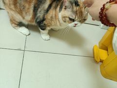 -纳吉亚猫专科动物医院博雅分院