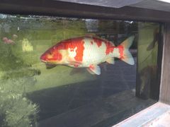 iphone_upload_pic-那家小馆•北京菜•烤鸭(香山店)
