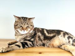 -Catmate·猫肥家润(金润铂宫店)