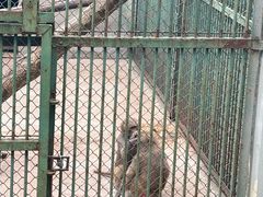 -合肥野生动物园