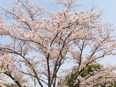 -金鸡湖桃花岛