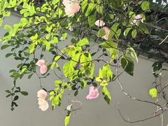 -深圳国际园林花卉博览园