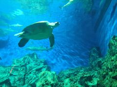 -芜湖新华联大白鲸海洋公园