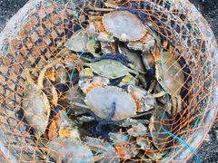 -芦潮港集贸市场