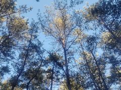 -帽儿山国家森林公园