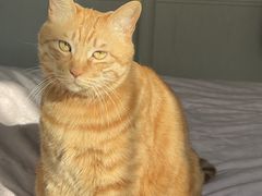 -纳吉亚猫专科动物诊疗中心(蒋宅口分院)