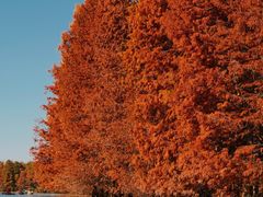 -上海海湾国家森林公园