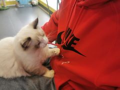 -十年猫舍·猫咪专门店(普陀店)