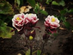 -国家植物园