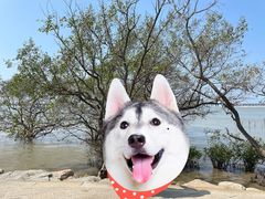 -宝安西湾红树林湿地公园