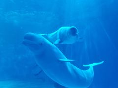 -多彩贵州城极地海洋世界