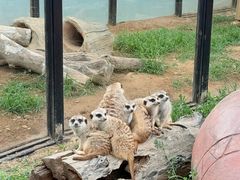 -大连森林动物园