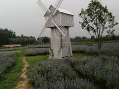 -北京东方普罗旺斯薰衣草庄园