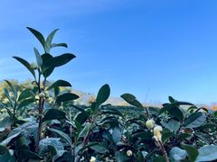 -西湖风景区十里琅珰-五云山