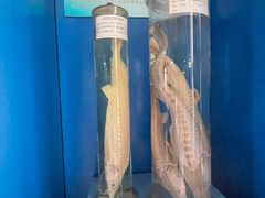 -上海海洋大学鱼文化博物馆(军工路校区)