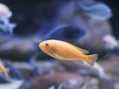 -上海海洋水族馆