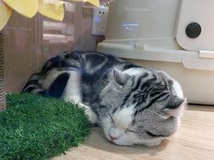 -BABIT巴比特宠物(MOMOPARK店)