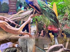 -正佳雨林生态植物园