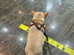 -宠爱国际动物医院·消化内科·心肾内科·ISFM猫友好(望京店)