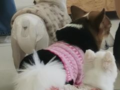 -怪兽屋·羊驼·猫咖·狗咖(俊华广场店)