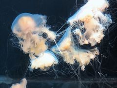 -海合安天津极地海洋公园