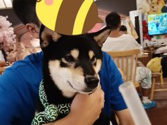 -豆柴町-柴犬主题狗咖(红鼎国际C座店)