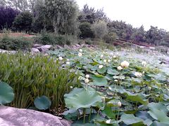 景点-上海鲜花港