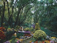 -上海共青森林公园