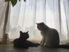 -猫猫幼稚园·撸猫·桌游·电玩