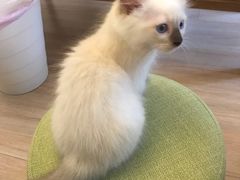-Bastet sally猫舍购宠(静安店)