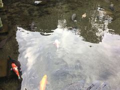-水前寺成趣园