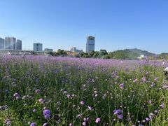 -光明小镇欢乐田园