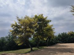 -汉长安城未央宫国家考古遗址公园