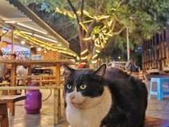 -金海椒罐罐鲢鱼(东方桂苑店)