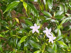 -中国科学院华南植物园