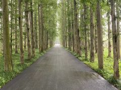 -黄海国家森林公园