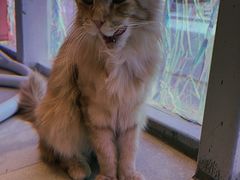 -藏猫猫咖啡主题馆(中央大道店)