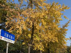 -八大关景区