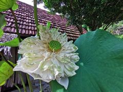 -槟城宝盛园民宿