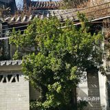 荔湾湖旁藏着一个古村落，尽显浓浓西关风情