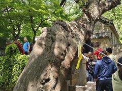 -青岛崂山太清宫