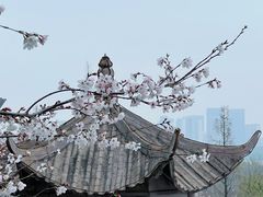 -苏州上方山国家森林公园