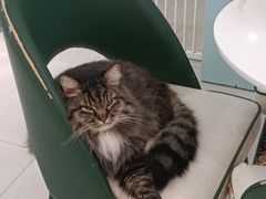 -安格丽娜·狗咖·猫咖羊驼咖(春熙路百盛商场店)