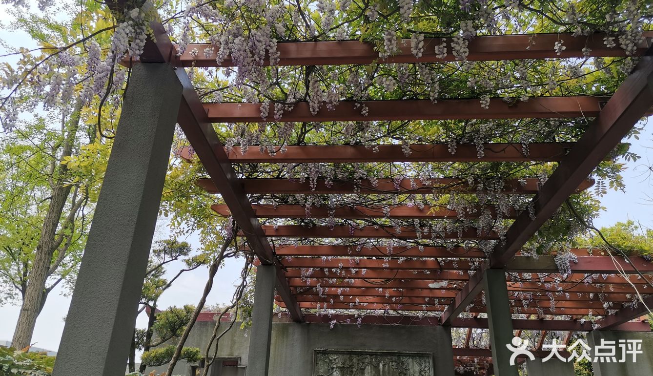 古树紫藤花开季