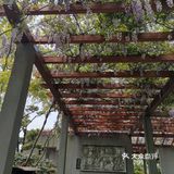 古树紫藤花开季